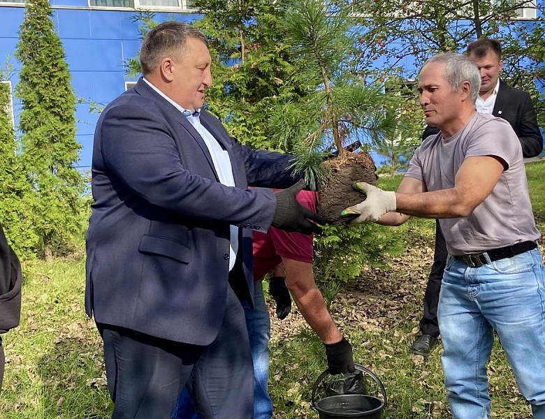 «Кедровая аллея»